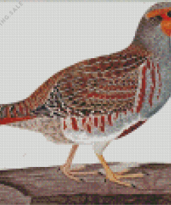 Partridge Bird 5D Diamond Painting