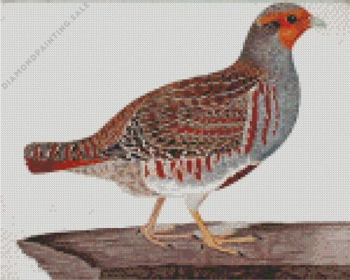 Partridge Bird 5D Diamond Painting