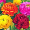 Peonies And Ranunculus 5D Diamond Painting