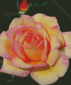 Rosa Peace 5D Diamond Painting