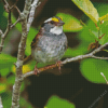White Throated Sparrow on Tree 5D Diamond Painting