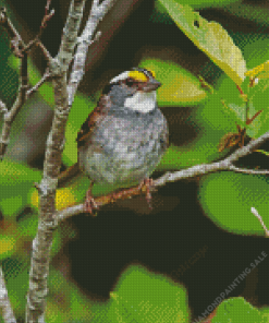 White Throated Sparrow on Tree 5D Diamond Painting