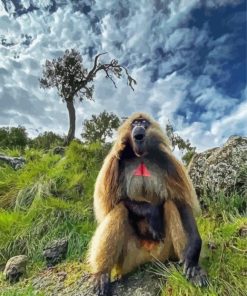 African Baboon Monkey 5D Diamond Painting