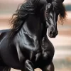 Black Stallion Horse 5D Diamond Painting