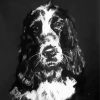 Black And White Cocker Spaniel Art 5D Diamond Painting