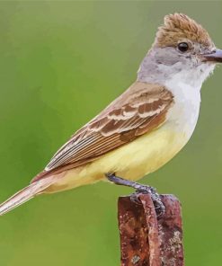 Brown Crested Flycatcher 5D Diamond Painting