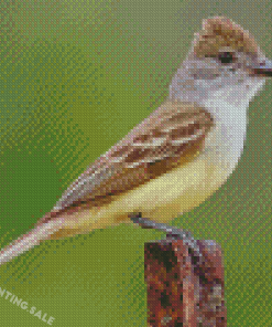 Brown Crested Flycatcher 5D Diamond Painting