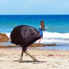 Cassowary 5D Diamond Painting