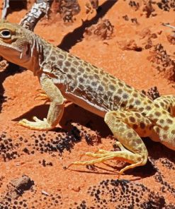 Desert Gecko Reptile 5D Diamond Painting