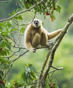 Gibbon On Tree Branch 5D Diamond Painting