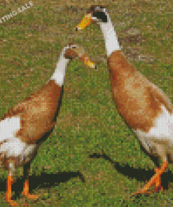 Indian Runner Duck 5D Diamond Painting