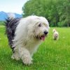 Old English Sheepdog 5D Diamond Painting