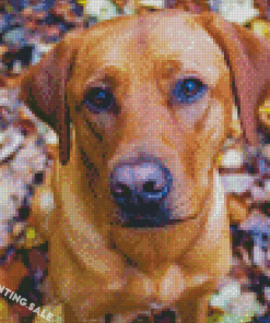 Red Fox Labrador Dog 5D Diamond Painting