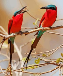 Two Southern Carmine Bee Eater 5D Diamond Painting