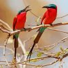 Two Southern Carmine Bee Eater 5D Diamond Painting