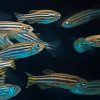 Zebrafish 5D Diamond Painting