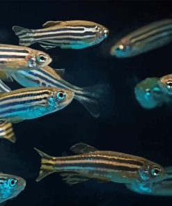 Zebrafish 5D Diamond Painting