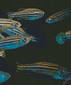 Zebrafish 5D Diamond Painting