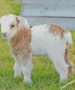 Adorable Baby Goat 5D Diamond Painting