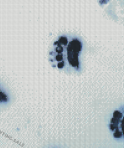 Bear Track In Snow 5D Diamond Painting