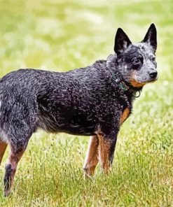 Blue Cattle Dog 5D Diamond Painting