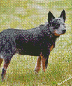 Blue Cattle Dog 5D Diamond Painting