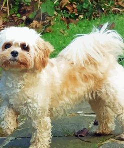 Cavachon Dog 5D Diamond Painting