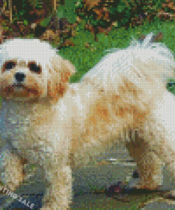 Cavachon Dog 5D Diamond Painting