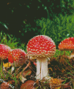 Mushroom 5D Diamond Painting