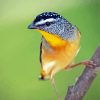 Pardalote Illustration 5D Diamond Painting