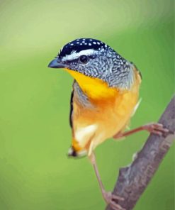 Pardalote Illustration 5D Diamond Painting