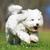 Coton Tulear 5D Diamond Painting