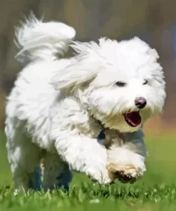 Coton Tulear 5D Diamond Painting