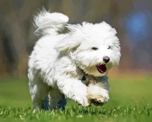 Coton Tulear 5D Diamond Painting