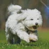 Coton Tulear 5D Diamond Painting