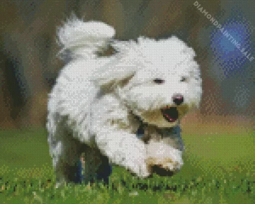 Coton Tulear 5D Diamond Painting