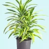 Dracaena 5D Diamond Painting