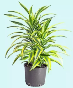 Dracaena 5D Diamond Painting