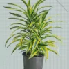 Dracaena 5D Diamond Painting