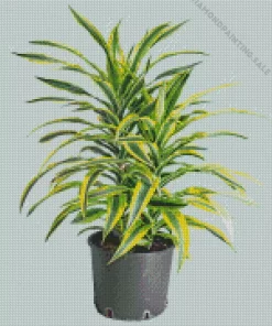 Dracaena 5D Diamond Painting