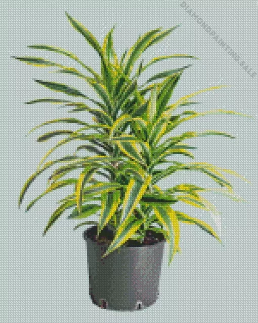 Dracaena 5D Diamond Painting