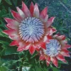 King Protea 5D Diamond Painting