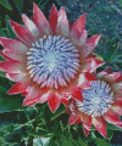 King Protea 5D Diamond Painting