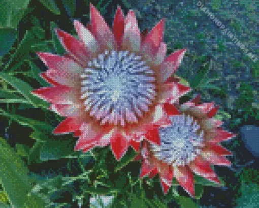 King Protea 5D Diamond Painting