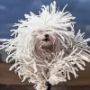 Komondor 5D Diamond Painting