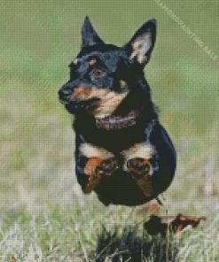 Lancashire Heeler 5D Diamond Painting