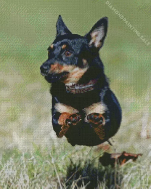 Lancashire Heeler 5D Diamond Painting