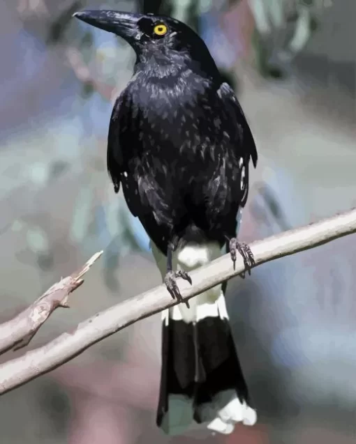 Pied Currawong 5D Diamond Painting