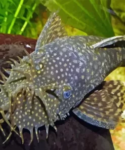 Pleco Fish 5D Diamond Painting