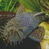 Pleco Fish 5D Diamond Painting